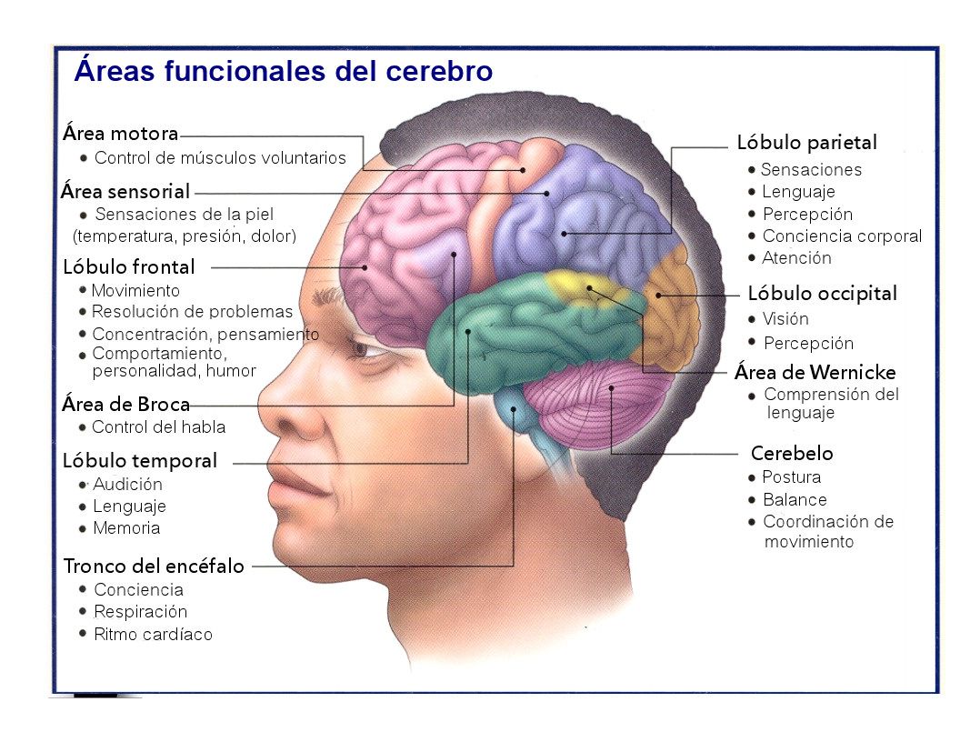 Areas funcionales del cerebro