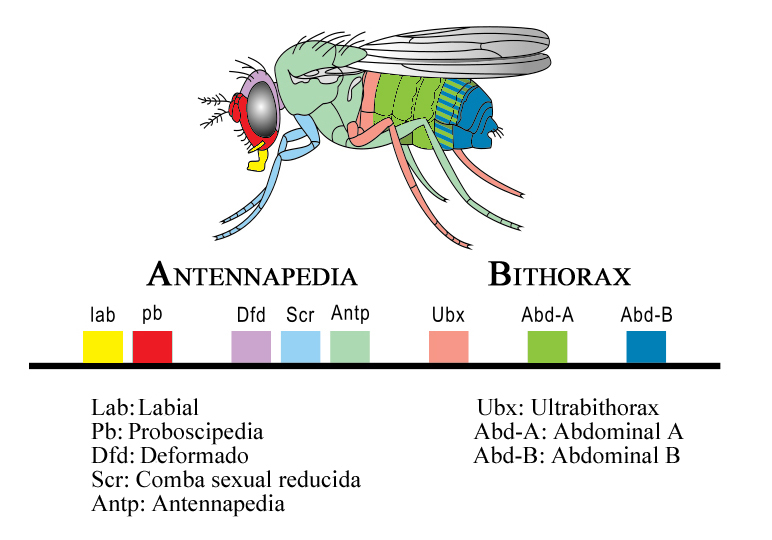 Complejo homeótico de Drosophila melanogaster