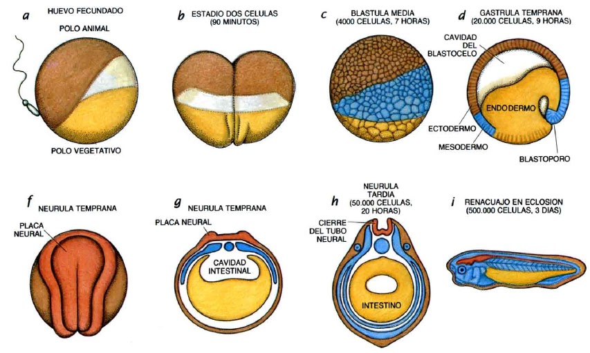 El plan corporal de los vertebrados