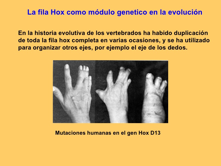 Fila Hox como módulo genético en la evolución