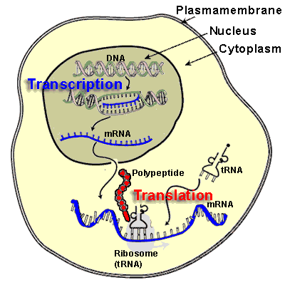 mcell-transcription-translation_eng_zoom