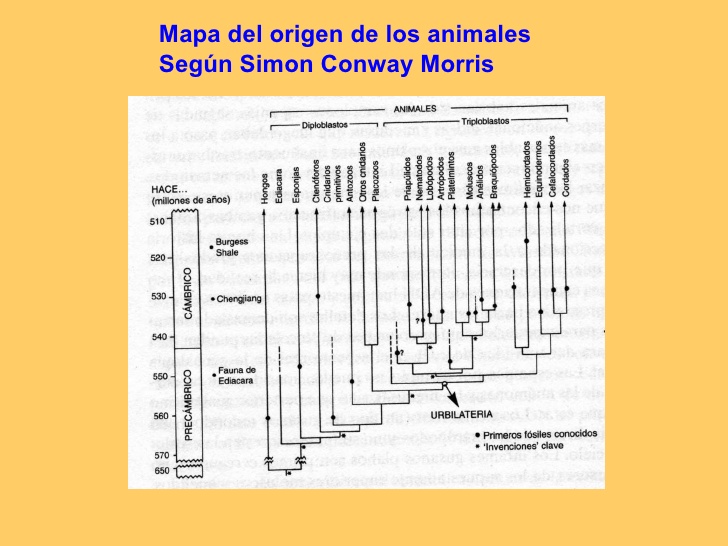 Origen según Simon Conway Morris