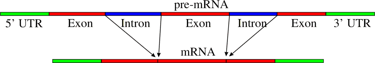 Spicing Pre-mRNA_to_mRNA