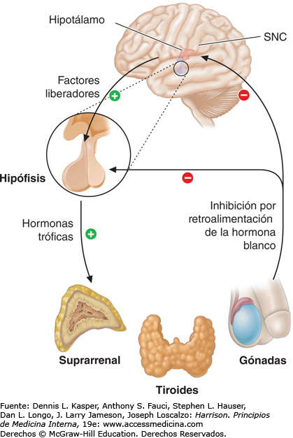 Hipotálamo e hipófisis