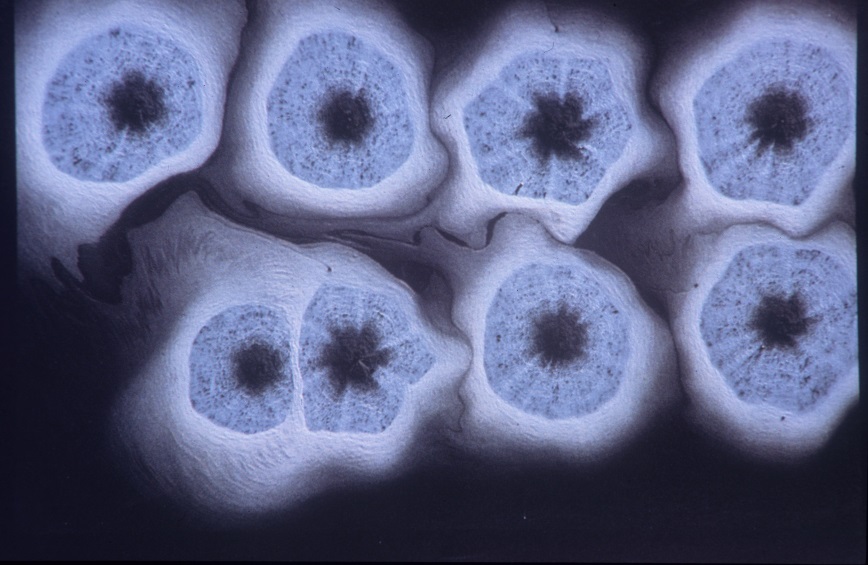 exagonos conveccion lago