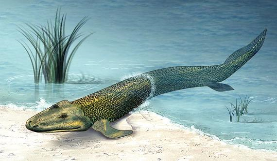 Tiktaalik Roseae.png