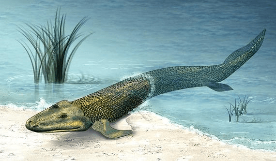Tiktaalik Roseae.png