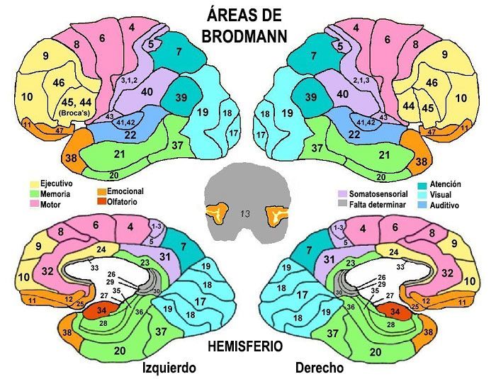 areas-brodmann-numeros