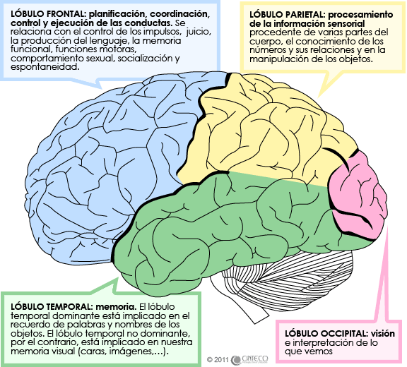 cerebro_lateral