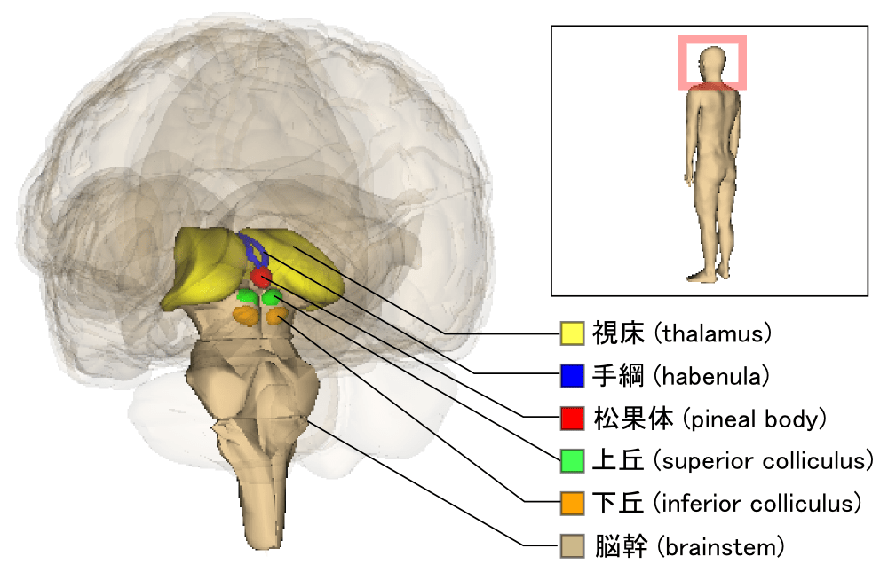 Coliculo superior-Brainstem_and_thalamus