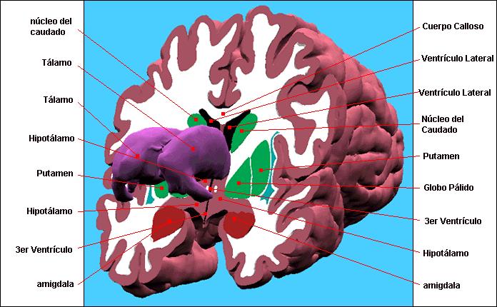 corte del sistema limbico