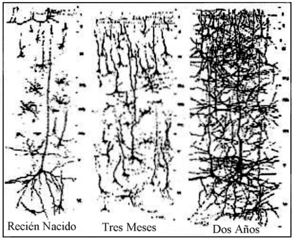 Desarrollo de las conexiones