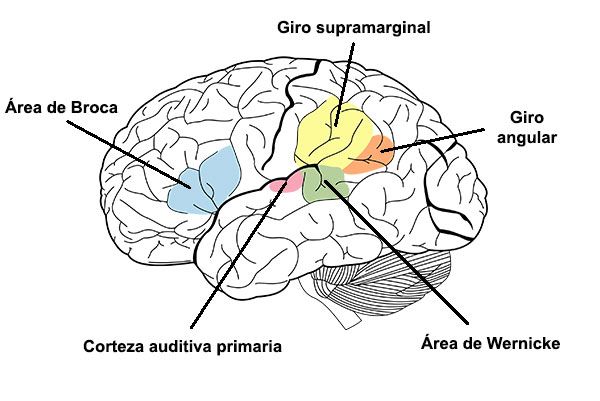 giro-angular-broca-wernicke