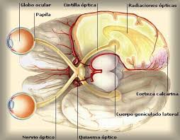Nucleo geniculado lateral