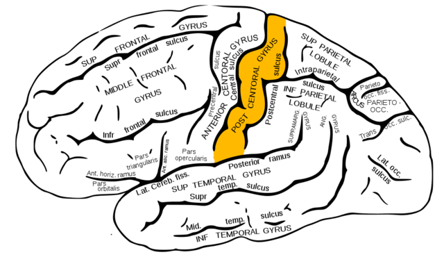 postcentral_gyrus
