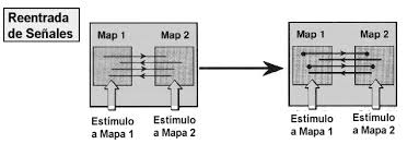 Reentrada y fortalecimiento entre grupos neuronales