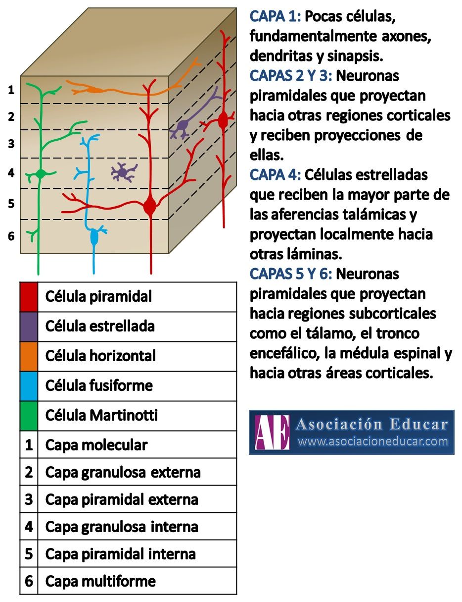 Seis capas del cortex