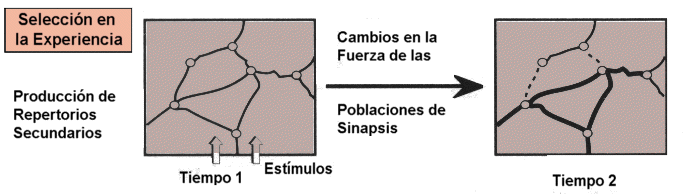 seleccion de conexiones en laexperiencia