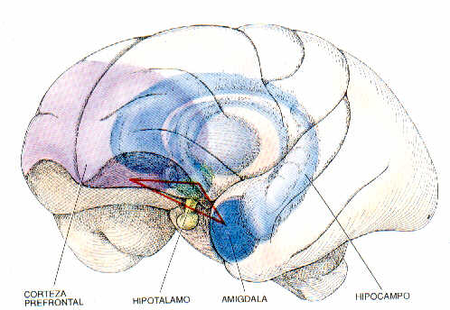 Sistema de las emociones
