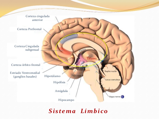 sistema-lmbico-cingulado anterior