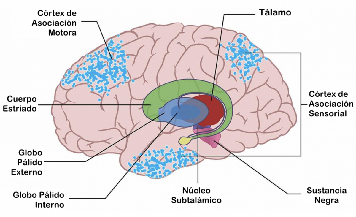 superficie-cortical-con-una-superposicion-de-los-ganglios-basales-y-el-talamo