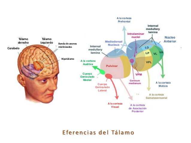 tlamo-y-corteza-cerebral-18-638